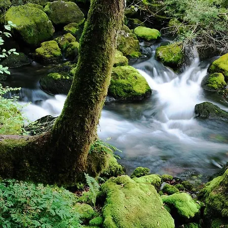 Daire Wojcicky Bovec